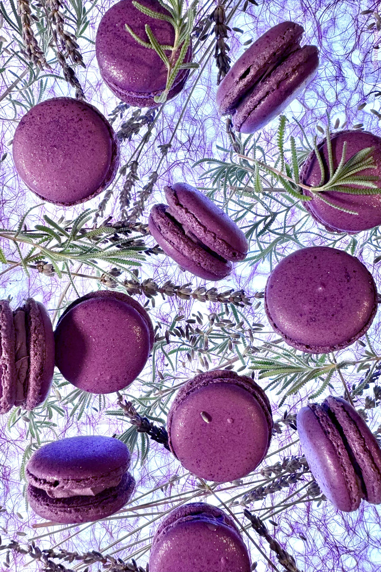 Caja Macarons lavanda